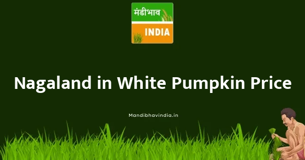 White Pumpkin भाव